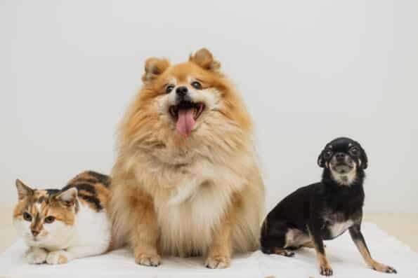 Cat and two dogs together. Home pets. Animal care. Love and friendship. Domestic animals