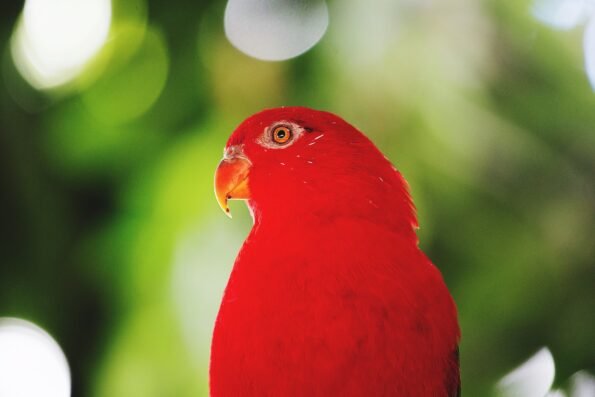 Red bird
